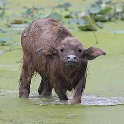 Bubalus bubalis (water buffalo) calf, looking at the viewer, the feet in a pond, in Don Det.