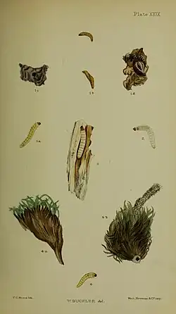 Figs, 4 larva after last moult 4a, 4b tufts of thrift (Statice armeria) burrowed by the larva 4b showing the long tubular gallery in which the pupa is contained