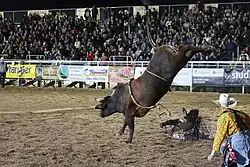 Photo of rodeo participant riding a horse.