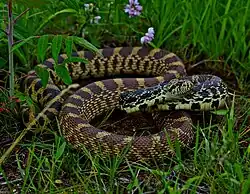 Bullsnake (Pituophis catenifer sayi), Clark County, Missouri