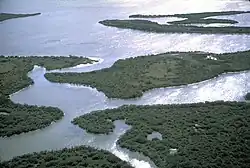 Irregular shaped swampy islands