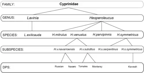 CA roach Hitch species complex[8]