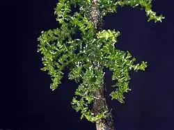 The image shows a critically-endangered variety of Ecuadorian briophyte. Set against a navy background, possibly the night sky, you see a medium-girth brown trunk, out of which several thin leafy branches emerge and overlap.