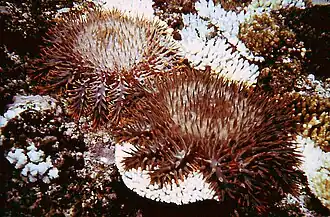 Two starfish feeding on a coral, leaving white feeding scars