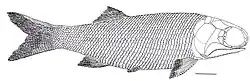Caelatichthys nitens