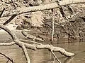 Spectacled caiman found from a boat ride to a destination, likely from of its many tourist attractions