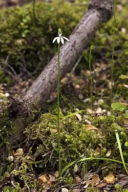 White fingers (C. chlorostyla), from New Zealand