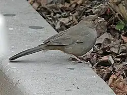 In San Diego, California
