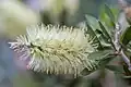In the Munich Botanic Garden as Callistemon pallidus