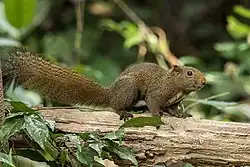 Brown squirrel