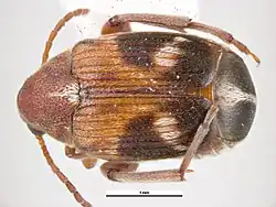 Callosobruchus maculatus