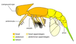 Diagram of Cambropachycope