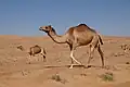 The Dromedary
