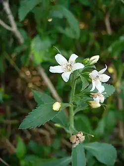 Té del país (Capraria biflora)
