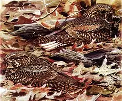 Adult male (upper right) and female (lower left)