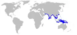 Pondicherry shark geographic range