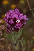 Antelope Valley Purple owl's clover