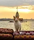 Tabby and white cat with Maiden's Tower in the background