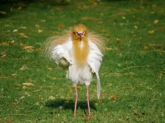Eastern cattle egret in India, with the orange plumes raised