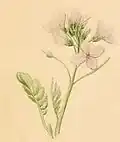 A sprig of Cardamine pratensis