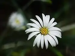 Detail of the flower of var. major