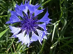 cornflower