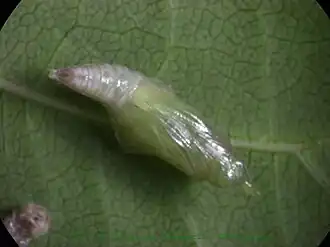Pupa