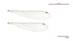 Female wings