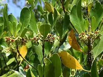 Flowers & upright leaves