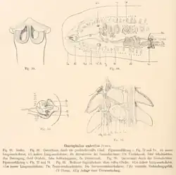 Chaetophallus umbrellus