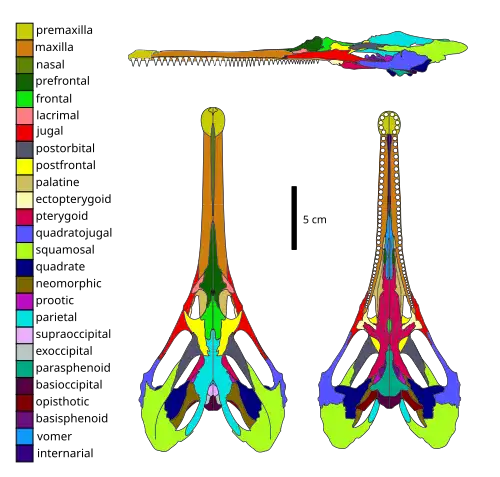 Skull diagram with 26 colors labeling individual single or paired bones