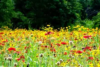 Wildflower Field