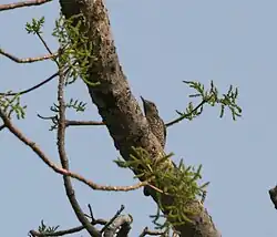 Female at Jayanti in Buxa Tiger Reserve in Jalpaiguri district of West Bengal, India.
