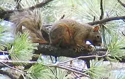 Brown squirrel