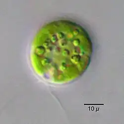 Light micrograph of Chlamydomonas globosa a round green, single cell