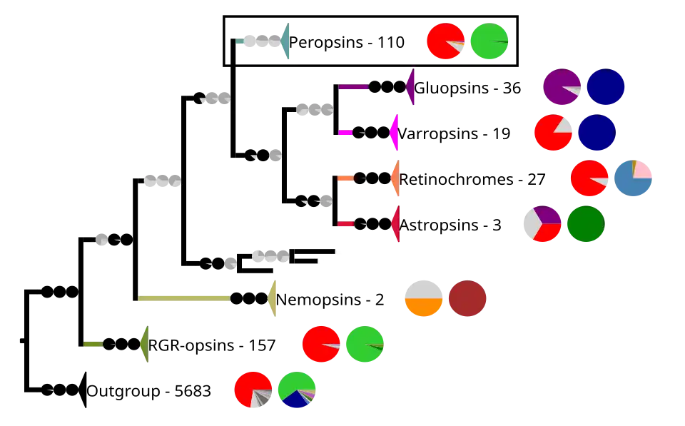 Phylogenetic reconstruction of the chromopsins. The outgroup contains other G protein-coupled receptors including the other opsins. The frame highlights the peropsins.