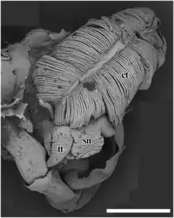 Black-and-white image showing two tentacles around a snout. There is a big ctenidium above them. The ctenidium has an appearance like a double-sided comb.