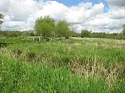 Yare Broads and Marshes