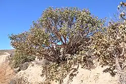 General view of the shrub.