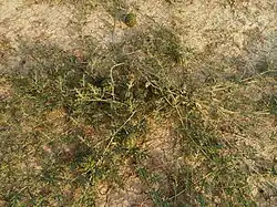 Wild Citrullus Colocynthis in Behbahan