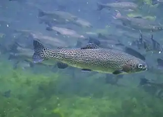 Close up of rainbow trout fish underwater oncorhynchus mykiss