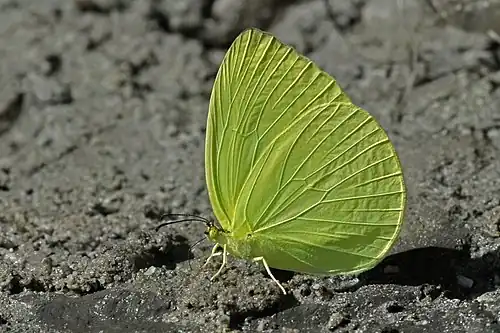 Ventral view