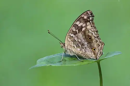 Ventral view