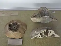 Many slices of a Clypeaster aegypticus, showing buttresses and pillars.