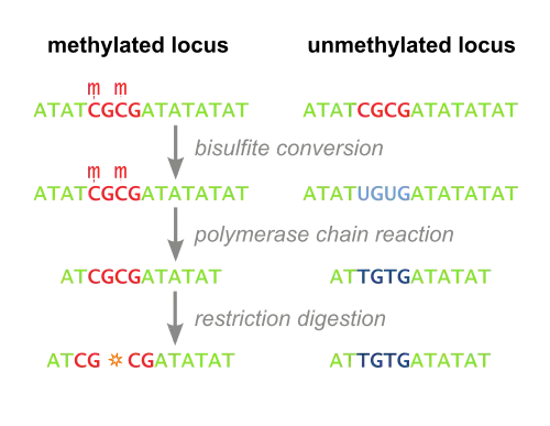 Bisulfite conversion selectively changes unmethylated cytosine to uracil, while unaffecting methylated cytosine. PCR then amplifies the sequences, after which restriction digestion of CpG islands fragments originally methylated sequences, while originally methylated sequences are unaffected.