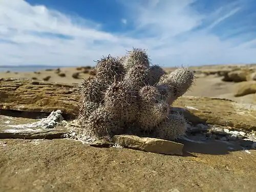 Plants growing in Ojo de Liebre, Baja California Sur, Mexico