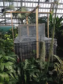 Conservation work of an endangered coco de mer seed.