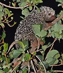 Photo of a porcupine in a tree partially obscured by leaves and branches