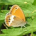 Coenonympha arcania