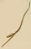 Mined grass leaf blade with larval case attached